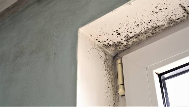 Biohazard Mold Removal in Naples Park, FL