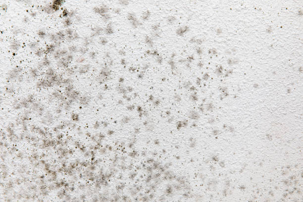 Environmental Consulting for Mold Prevention in Naples Park, FL